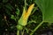 A small pumpkin and a pumpkin flower