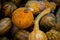 Small pumpkin and squash at autumn market