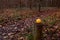 Small pumpkin on wooden post in autumnal forest