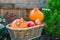 Small pumpkins and apples in vintage straw basket in the garden. Autumn harvest, thanksgiving, halloween, nature concept. Healthy