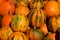Small pumpkins are gourd-like squash of the family Cucurbitaceae
