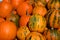 Small pumpkins are gourd-like squash of the family Cucurbitaceae