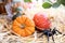 Small pumpkins and spider - Halloween celebration preparation