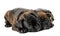 Small puppies of a French bulldog of a tiger suit lie cuddling on a white isolated background