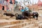 Small puppy and big buffalos walking through street of Varanasi