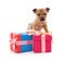 Small puppy with big gift boxes