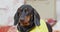 Small puppy black dachshund sits with headphones in his ears, listens to music. Dissatisfied with the melody shakes his
