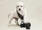 A small puppy of breed Golden Retriever stands and rests its paw on the camera