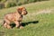 Small puppy briard on meadow.