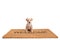 Small puppy dog sitting on a door mat with written text welcome