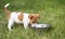 Small puppy drinking water in the grass in summer