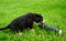 small puppy on a green grass near photo lens