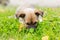 A small puppy lies in the grass with his face buried