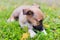 A small puppy lies in the grass with his face buried