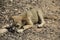 Small puppy lies on a stony ground and gnaws a bone