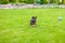 Small puppy mongrel on background of green grass outdors play with ball