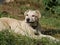 A small puppy is playing in a clearing on a sunny spring day. Homeless animals frolic on the street among the green grass