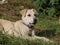 A small puppy is playing in a clearing on a sunny spring day. Homeless animals frolic on the street among the green grass