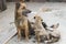 Small puppy playing near his mother in sand