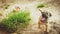 Small puppy running in a garden