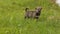 Small puppy running on grass