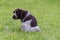 A small puppy sits on a green lawn