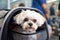 A small puppy sits in a travel carrier. Generative AI