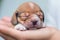 a small puppy is sleeping in a persons hand as if it were a sleeping puppies, it\\\'s head resting on t