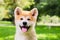 A small puppy of a thoroughbred Japanese dog Akita inu in the park