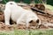 a small puppy of the West Siberian husky digs a hole in the sand and hides its head there. cute pet playing in the