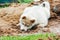 a small puppy of the West Siberian husky digs a hole in the sand and hides its head there. cute pet playing in the