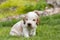 Small purebred English Cocker Spaniel puppy