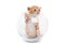 Small purebred kitten in a glass vase