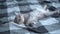 Small purebred scottish straigth kitten lies on back on plaid blanket on tbed and sleeps cute. Adorable little pet