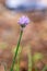 small purple alliums on a chive plant