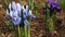 Small purple and blue iris flowers