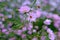 Small purple chrysanthemum is booming