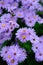 Small purple chrysanthemum is booming