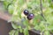 Small purple colored cherry tomatoes on tomato plant in garden in late summer