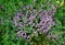 Small, purple Common Thyme in nature