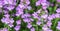 Small purple Erinus alpinus flowers near stone wall. Floral background