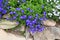 Small purple flower decorate on stone