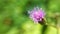 small purple flower Emilia sonchifolia macro closeup