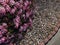 Small purple flowers bush pattern background