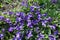 Small purple flowers of dog-violets in spring