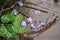 Small purple flowers fall scattered on soaked stone floor after heavy rainny day