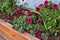 Small purple flowers among green leaves on wooden flowerbed