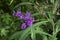 Small purple flowers on green plant