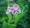 Small purple flowers with intense purple lines