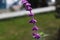 Small purple flowers that look like lavender are found in the villa courtyard. seen from the other side.